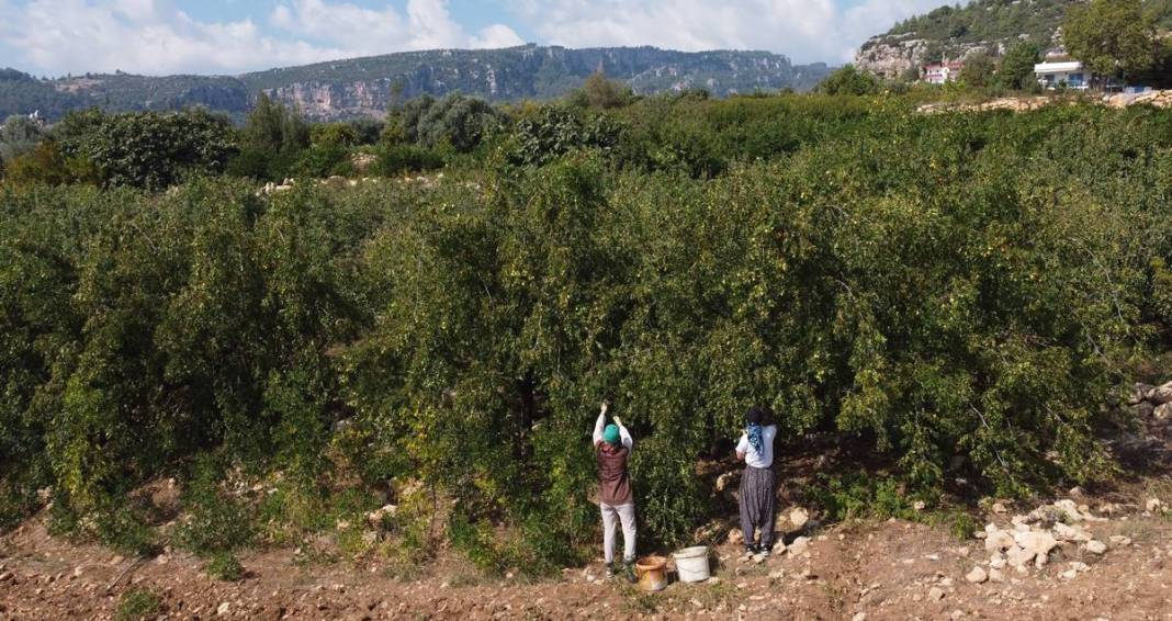 Bahçeye doğal çit olsun diye dikmişlerdi: Gelir kapısı oldu! Kilosunu 50 TL'den satıyor, bir taşla iki kuş... 4